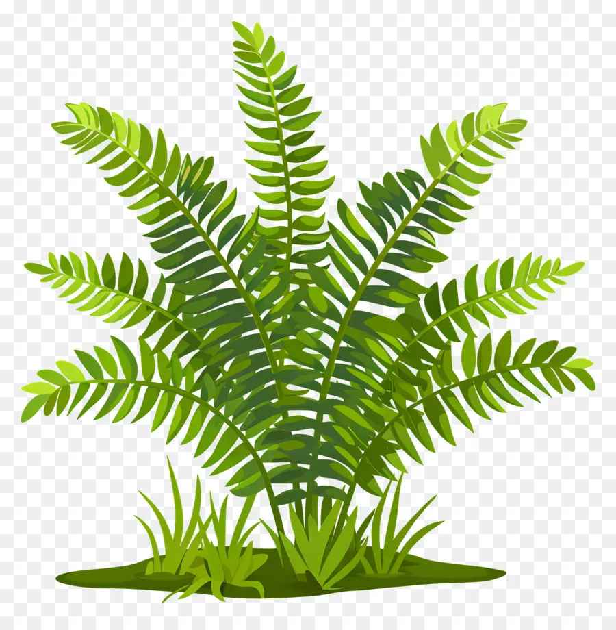 Fern Plant，Folhas Verdes PNG