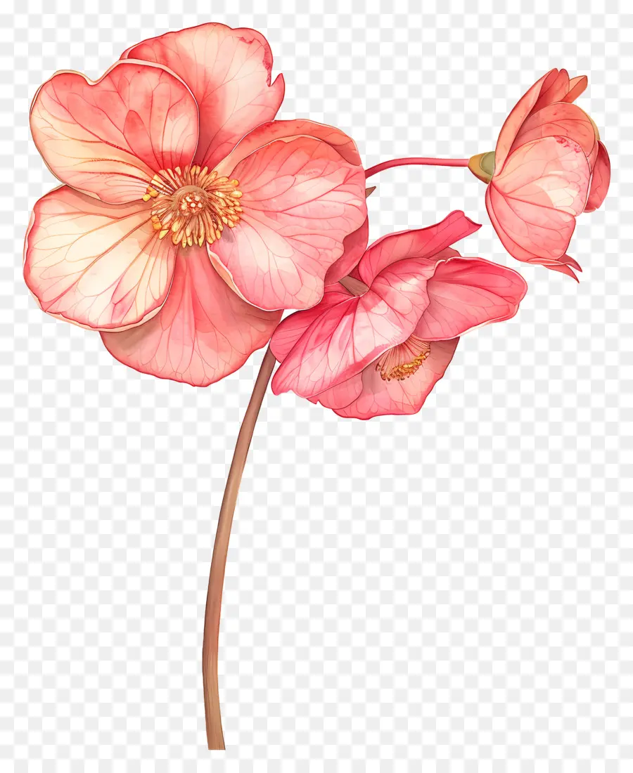 Begônia Flores，Flores Cor De Rosa PNG