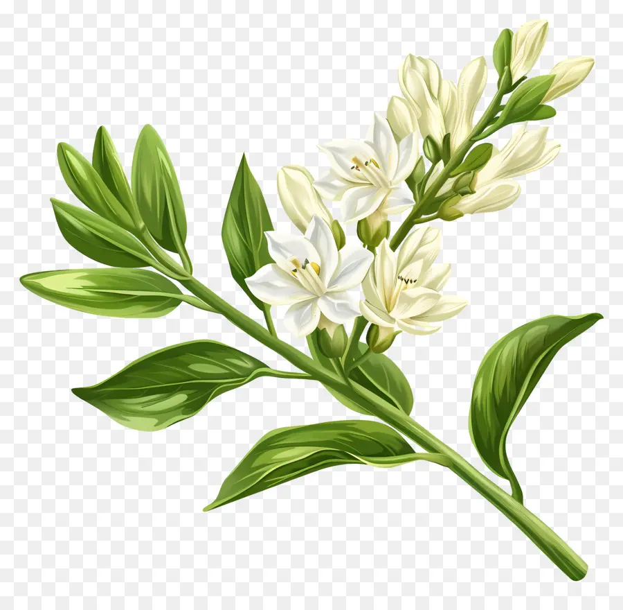 Tuberosa Flor，Flores Brancas PNG
