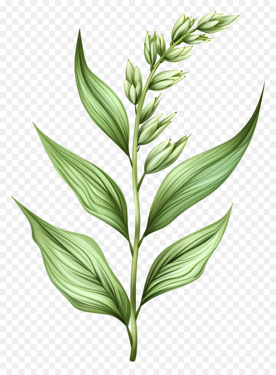 Espigueta Verde，Planta De Milho PNG