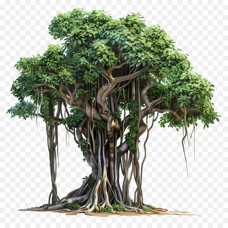 árvore De Banyan，Raízes PNG