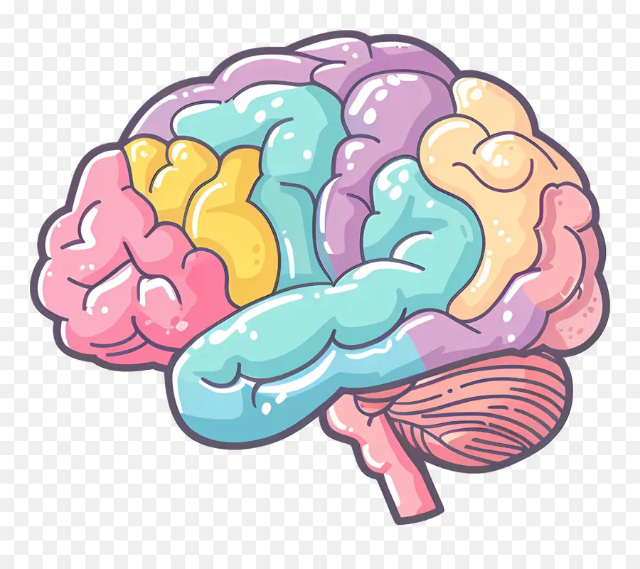 Cartoon Cérebro，Anatomia Do Cérebro PNG