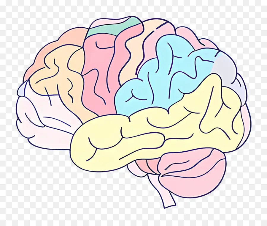 Cartoon Cérebro，Anatomia Do Cérebro Humano PNG