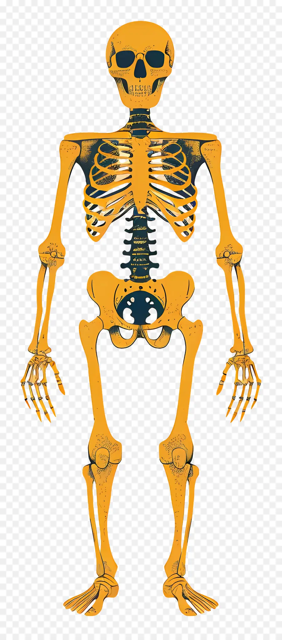 Esqueleto，De Acessibilidade Da Gaiola PNG