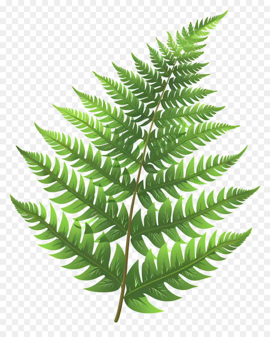 Folha De Samambaia，Fern PNG