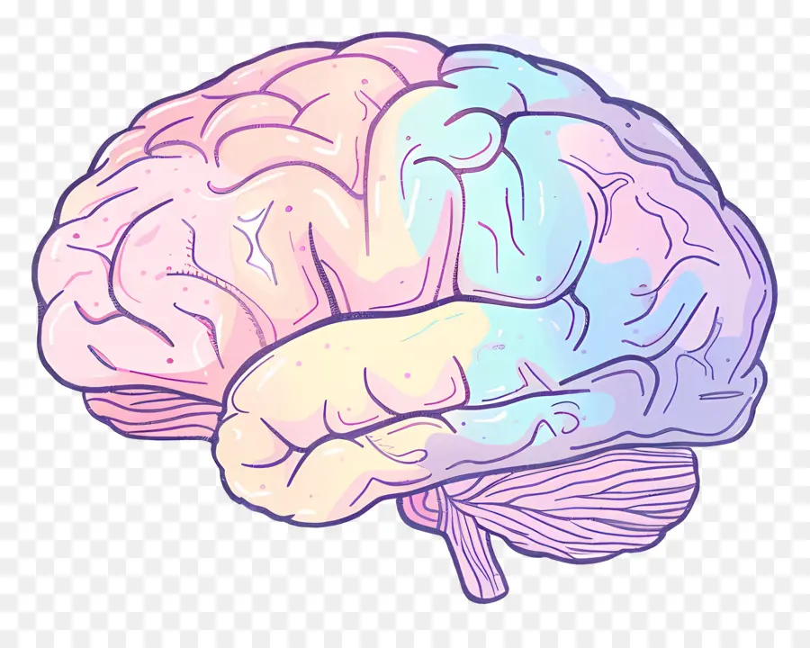 Cartoon Cérebro，Cérebro Humano PNG