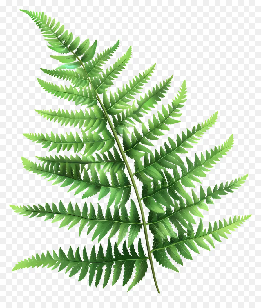 Folha De Samambaia，Fern PNG