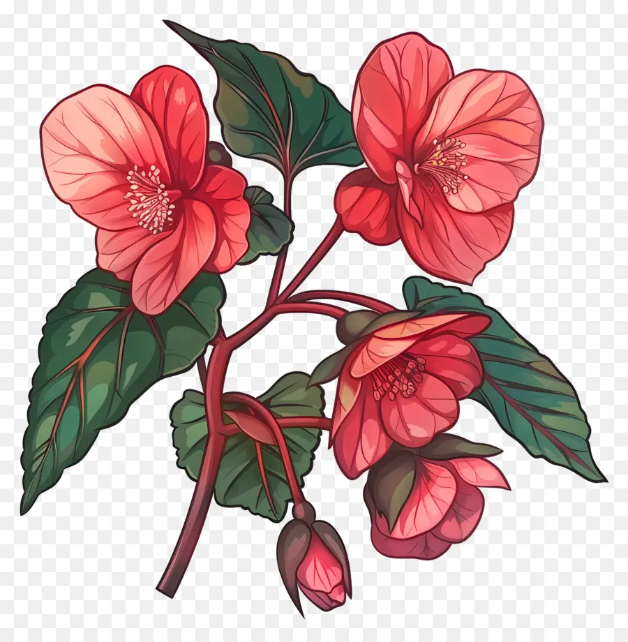 Begônia Flores，Flor De Hibisco Vermelho PNG