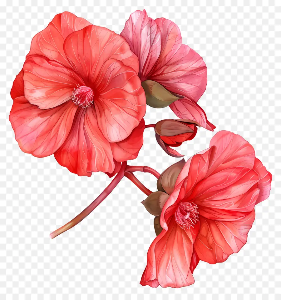 Begônia Flores，Flores Vermelhas PNG