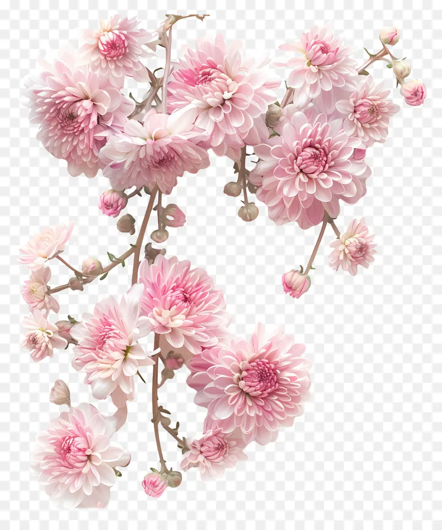 Flores De Crisântemo，Flores De Crisântemo Rosa PNG
