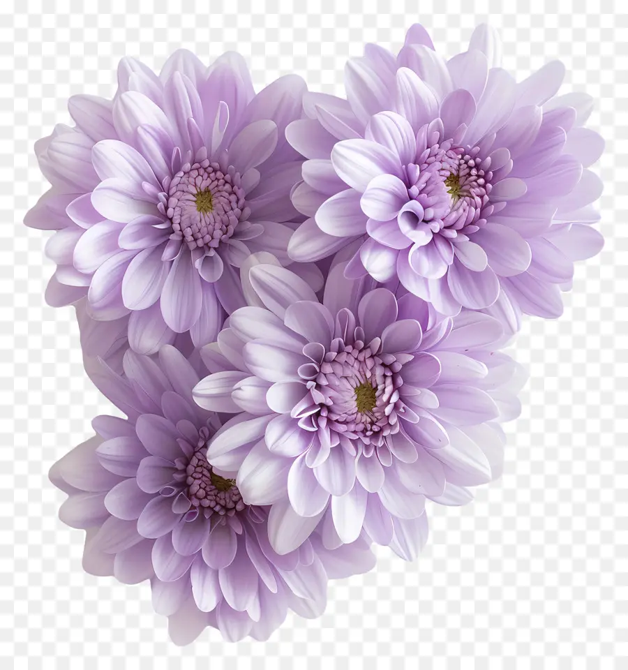 Flores De Crisântemo，Crisântemos Brancos PNG