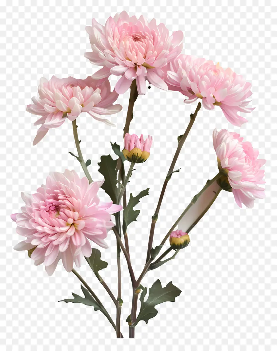 Flores De Crisântemo，Crisântemos Rosa PNG