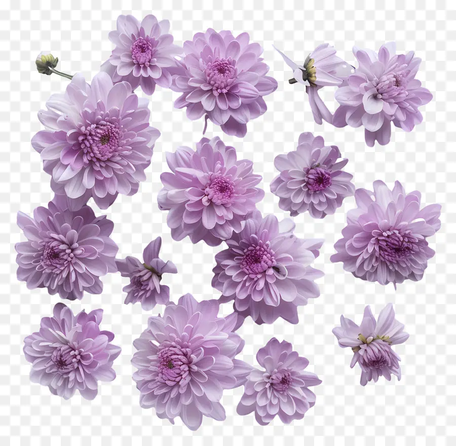 Flores De Crisântemo，Flores De Dahlia Rosa PNG