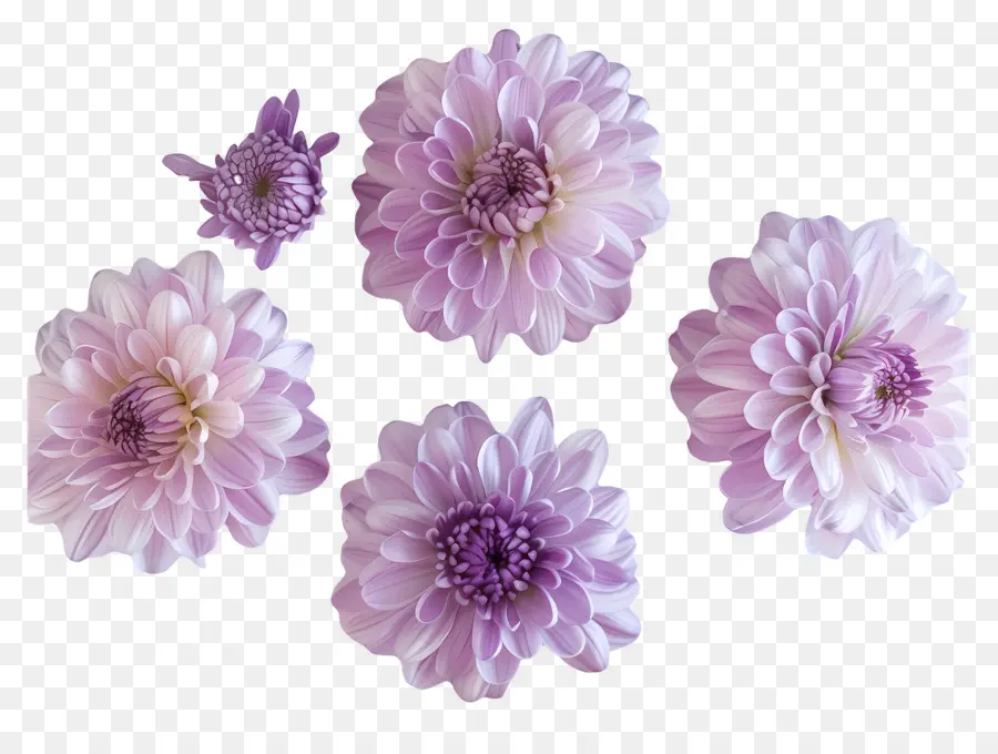 Flores De Crisântemo，Crisântemo PNG