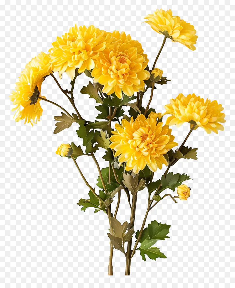 Flores De Crisântemo，Crisântemos Amarelos PNG