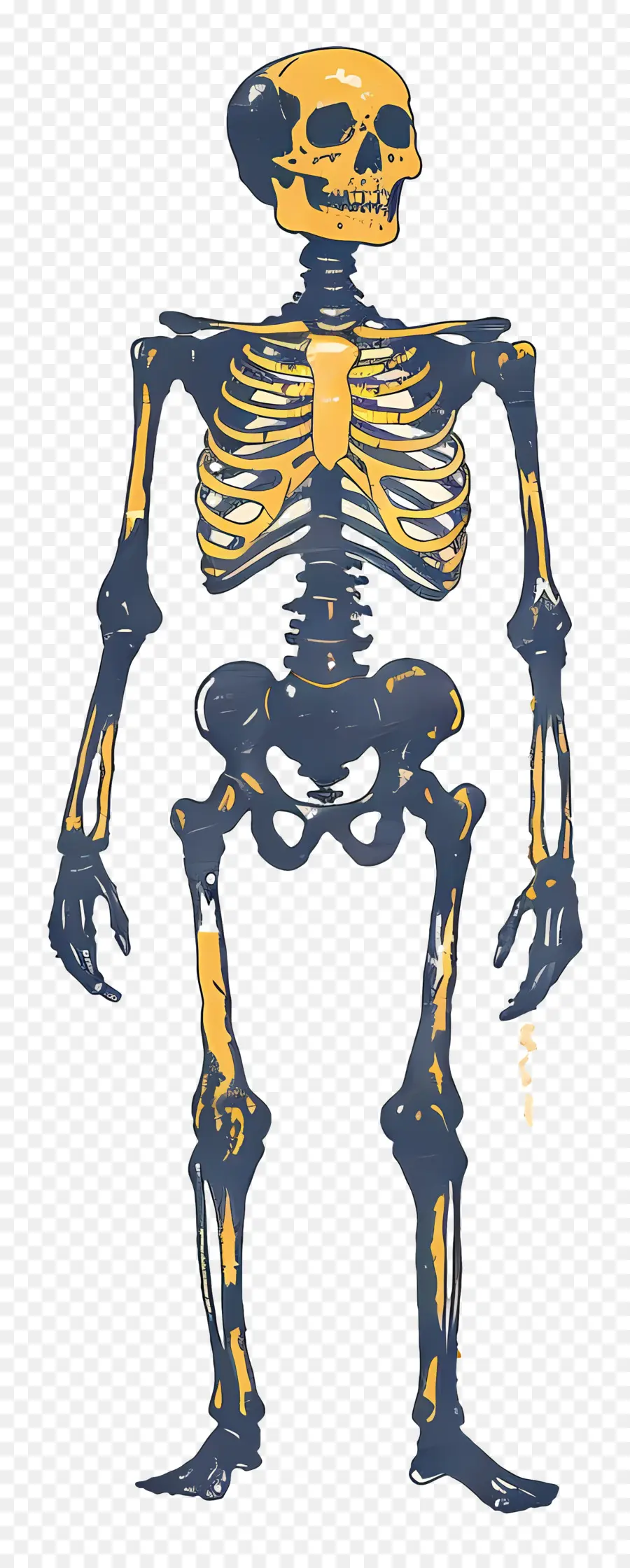 Esqueleto，Ossos PNG