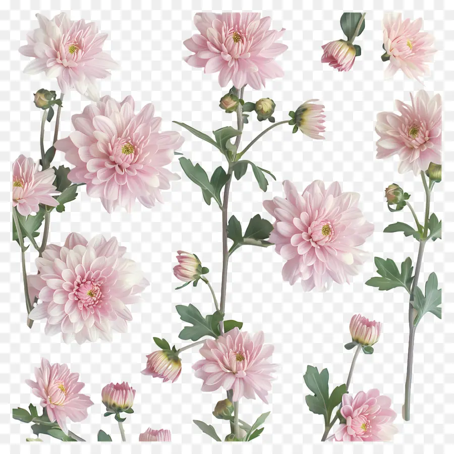 Flores De Crisântemo，Crisântemos Rosa PNG