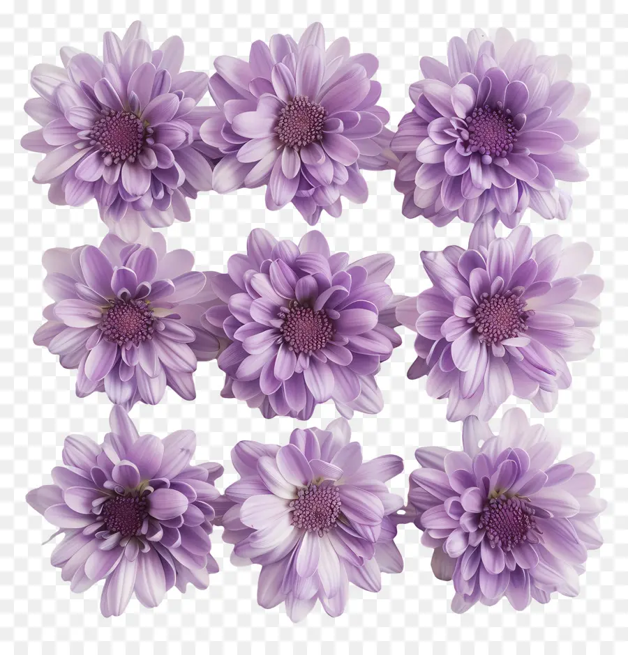 Flores De Crisântemo，Margaridas Roxas PNG