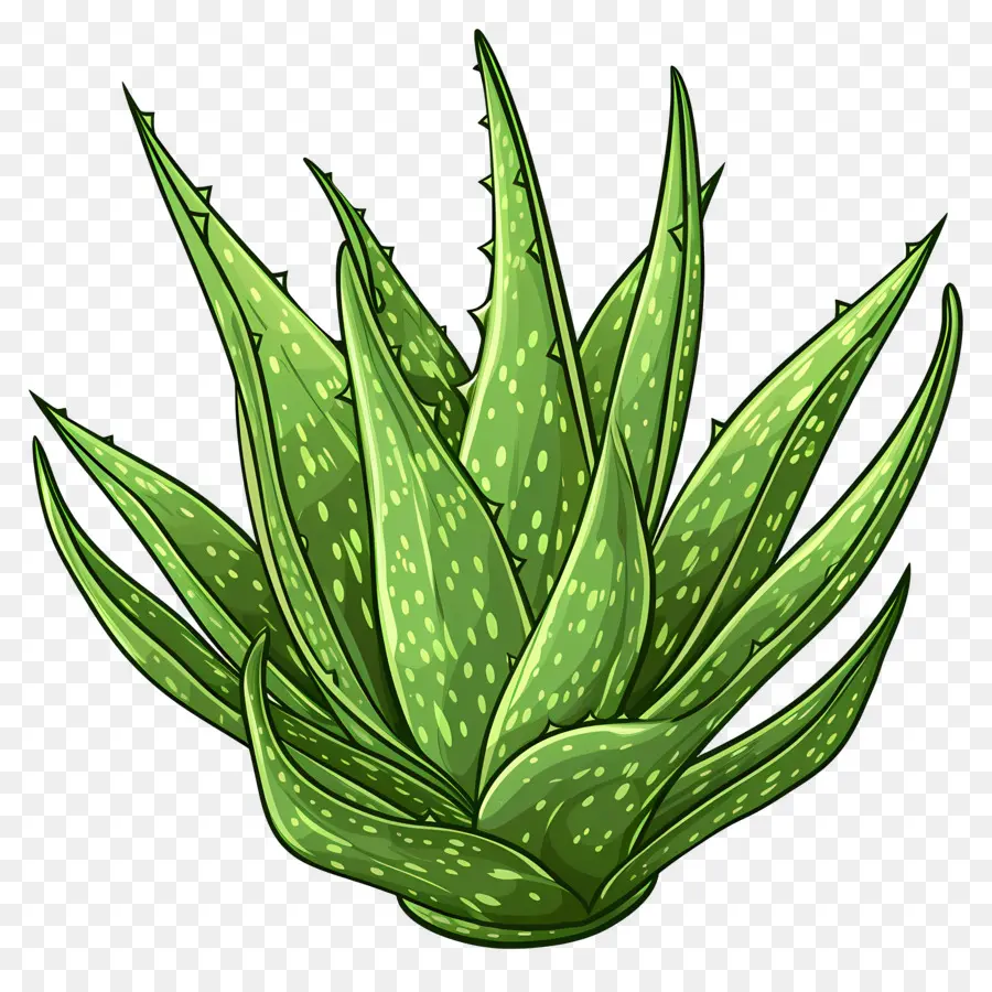 Aloe Vera，Planta Aloe Vera PNG