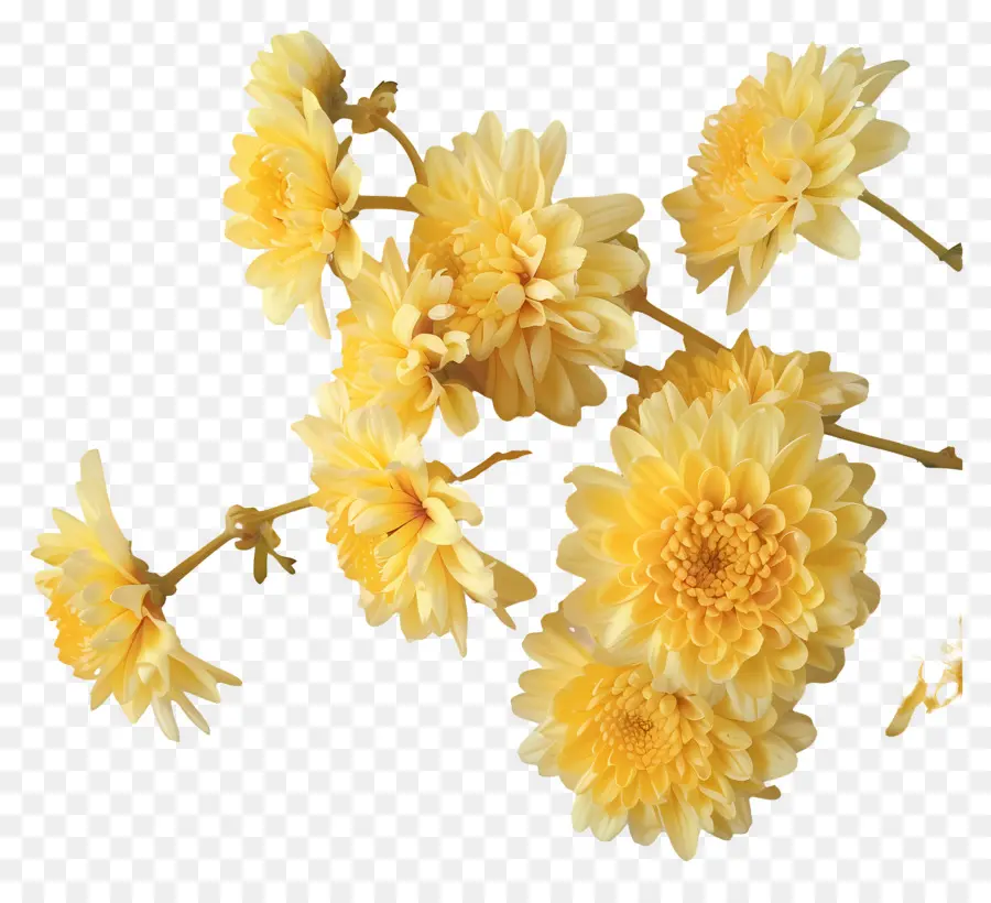 Flores De Crisântemo，Crisântemos PNG