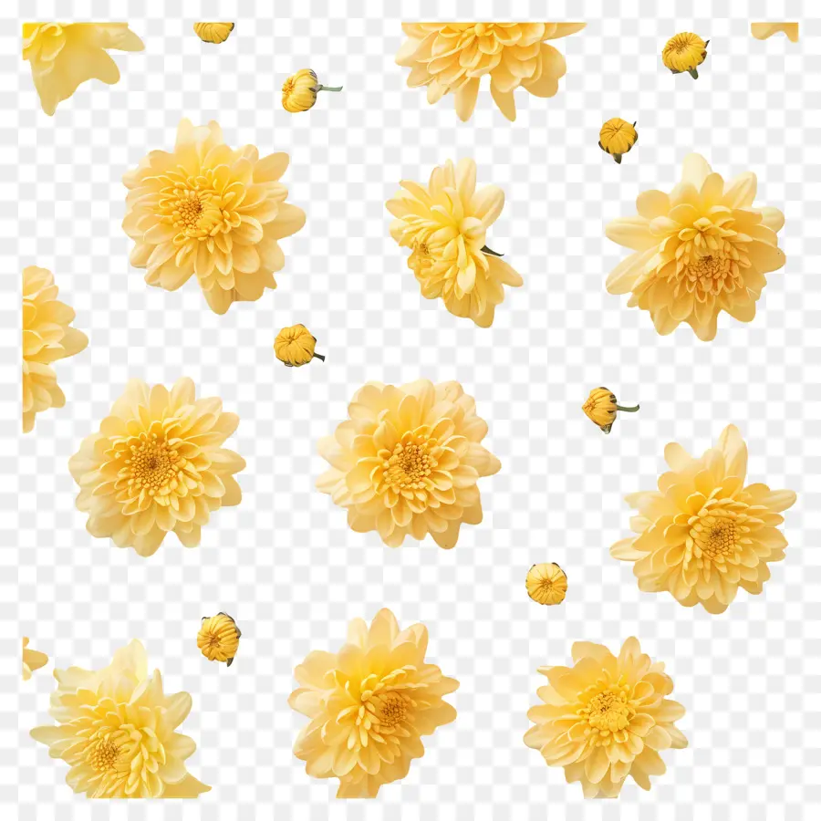 Flores De Crisântemo，Flores Amarelas PNG