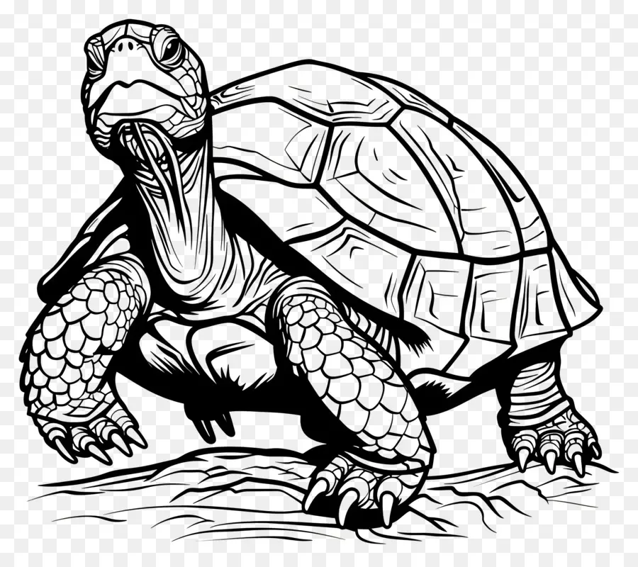 Turtle，Preto E Branco PNG
