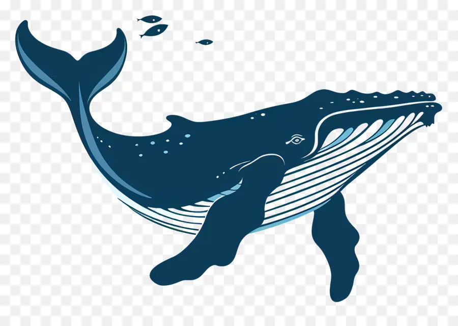 Observação De Baleias，Baleia Azul PNG
