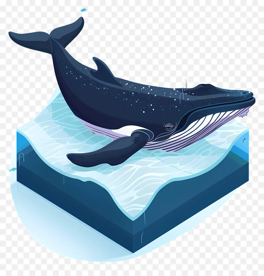 Observação De Baleias，Baleia PNG
