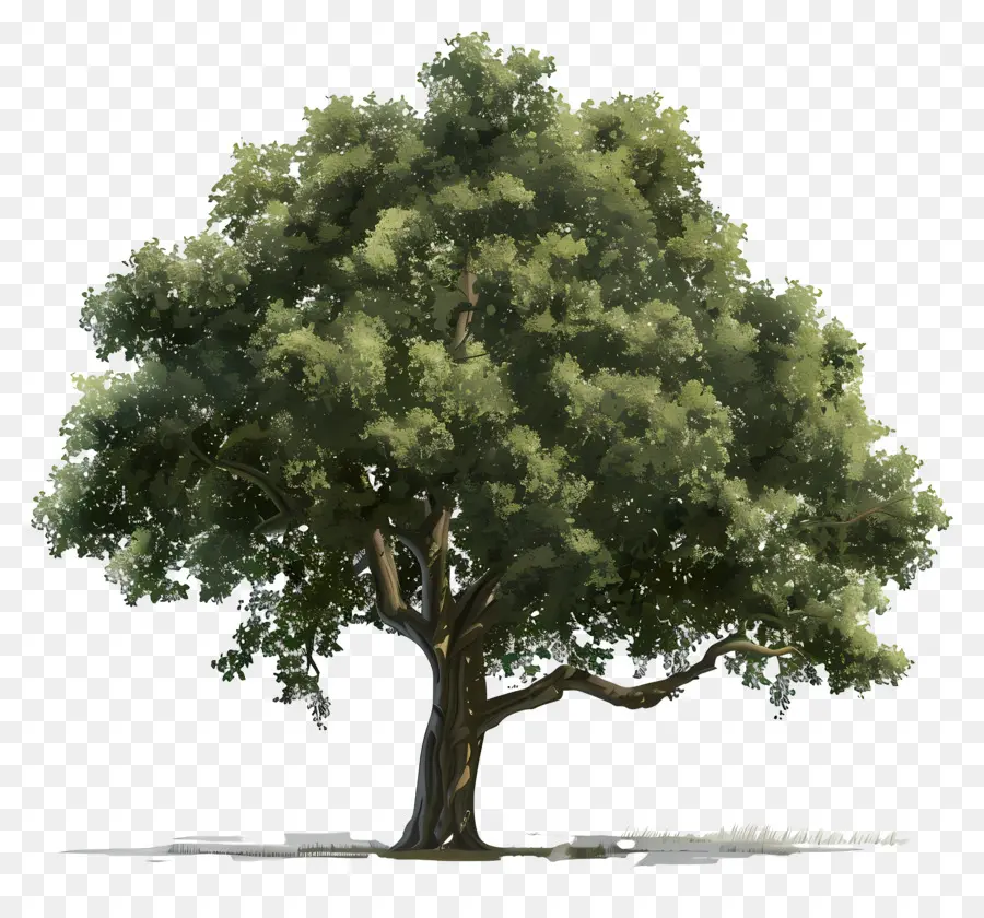 Oak Tree，árvore Verde PNG