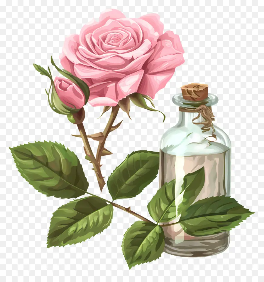 óleo De Rosa，Perfume PNG