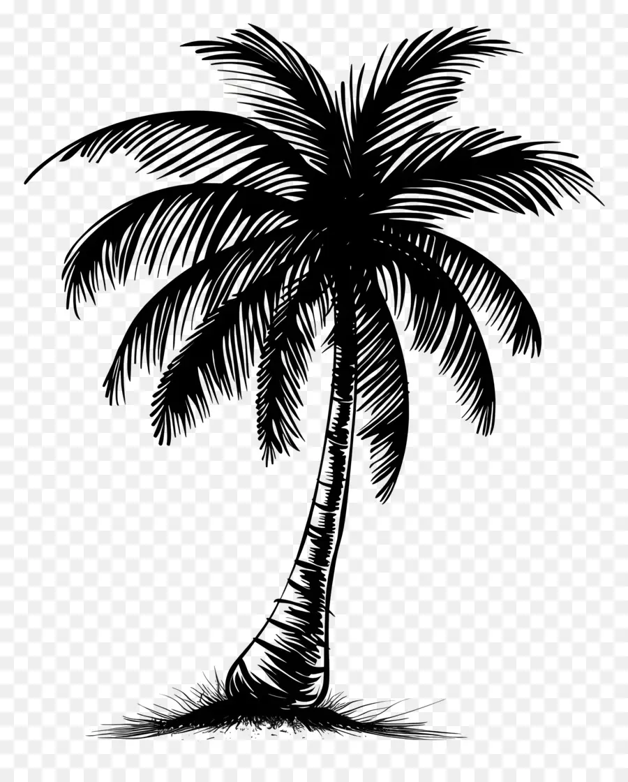 Palmeira Silhueta，Esboço Da Palmeira PNG