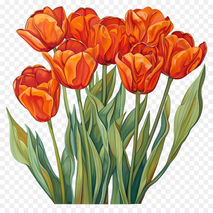 Tulipas，Primavera PNG