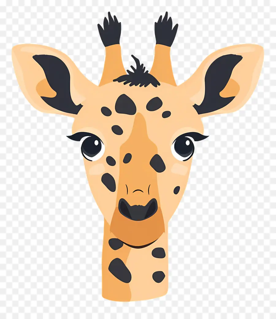 Cara Fofa De Girafa，Girafa PNG