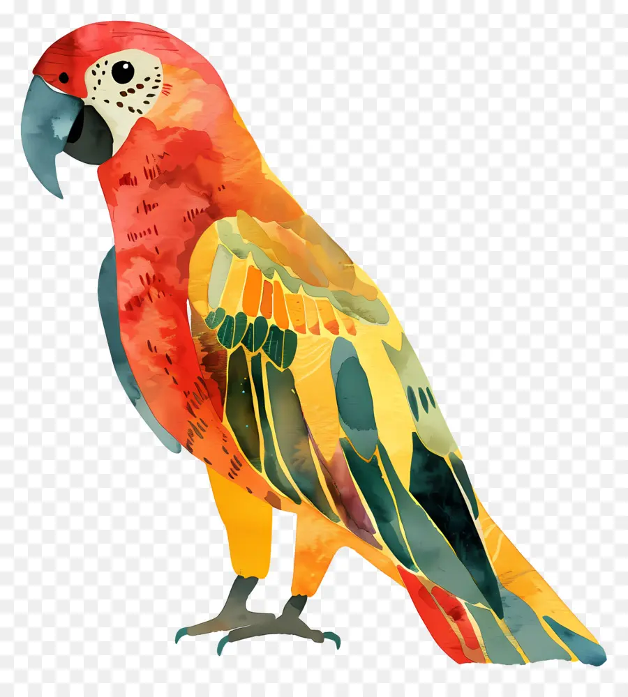Papagaio，Colorido PNG