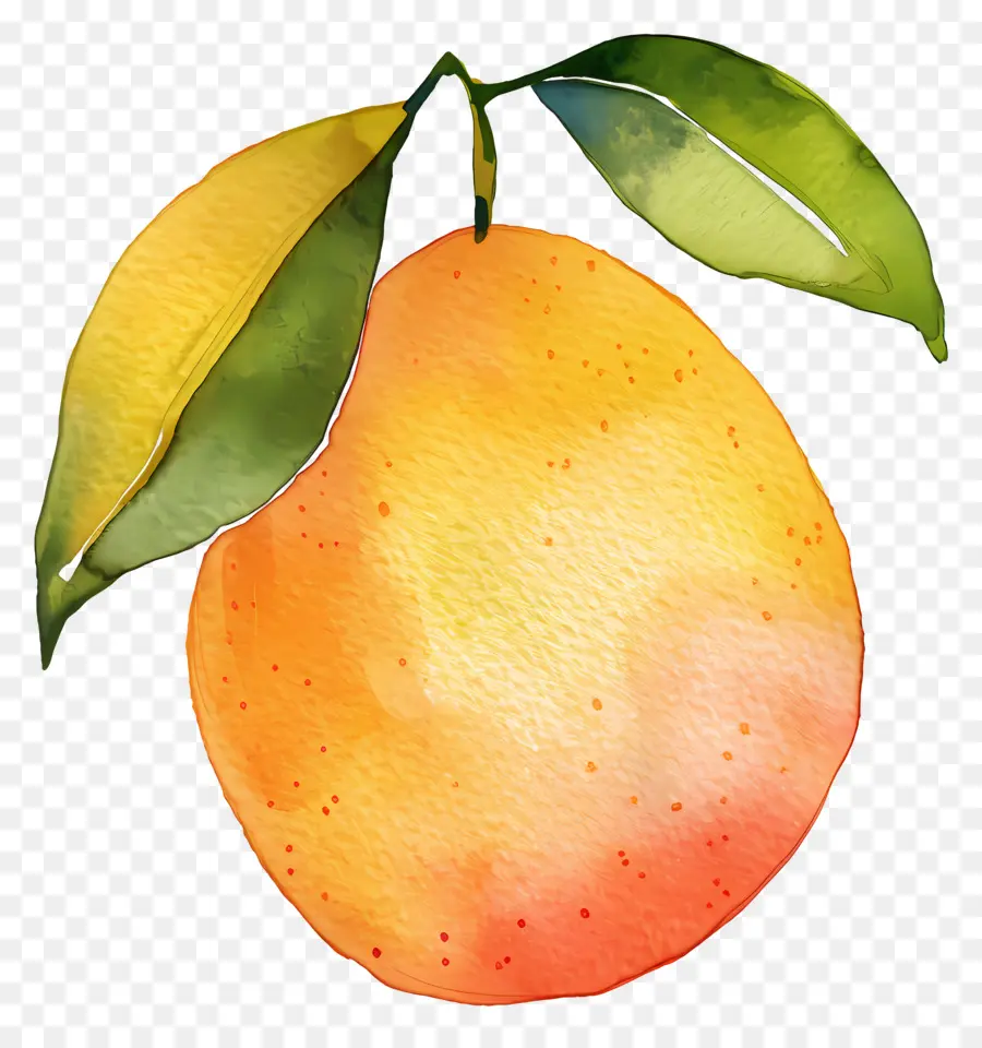 Mango，Pintura Em Aquarela PNG