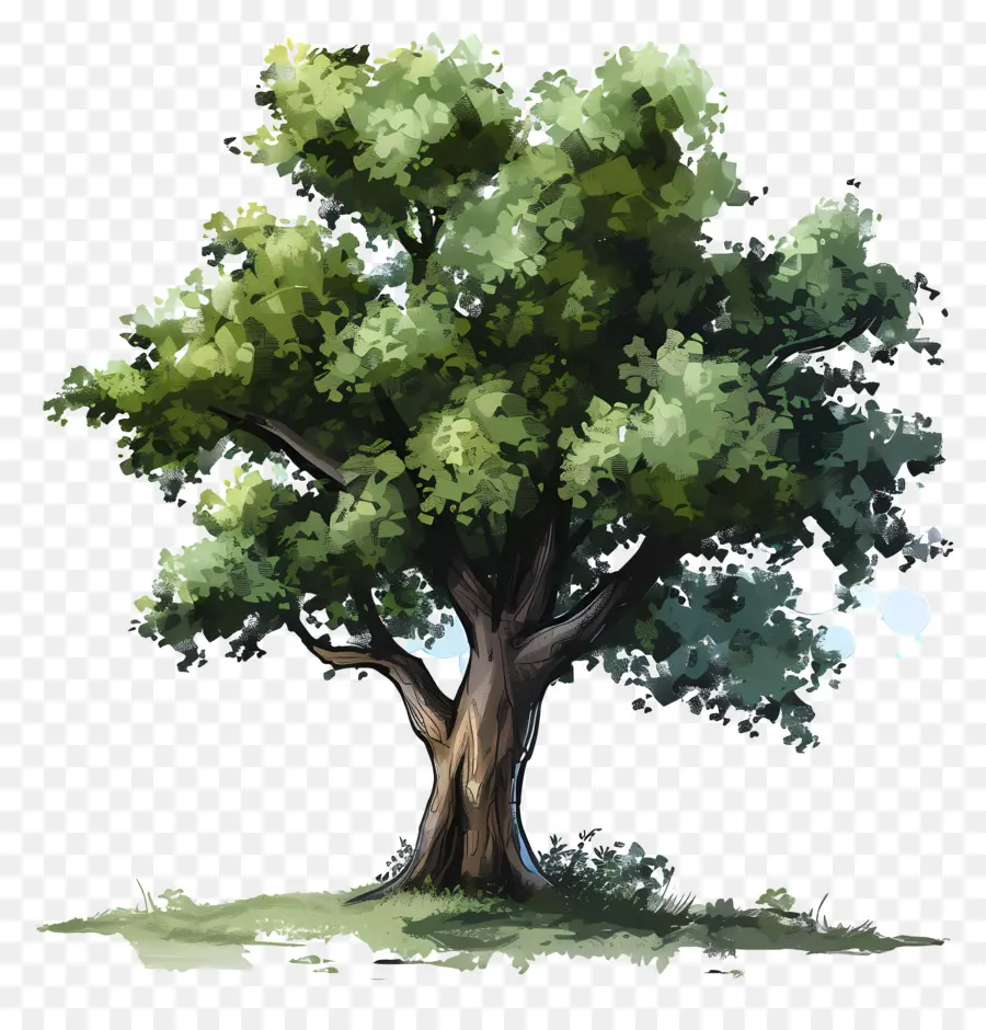 Oak Tree，Pintura PNG