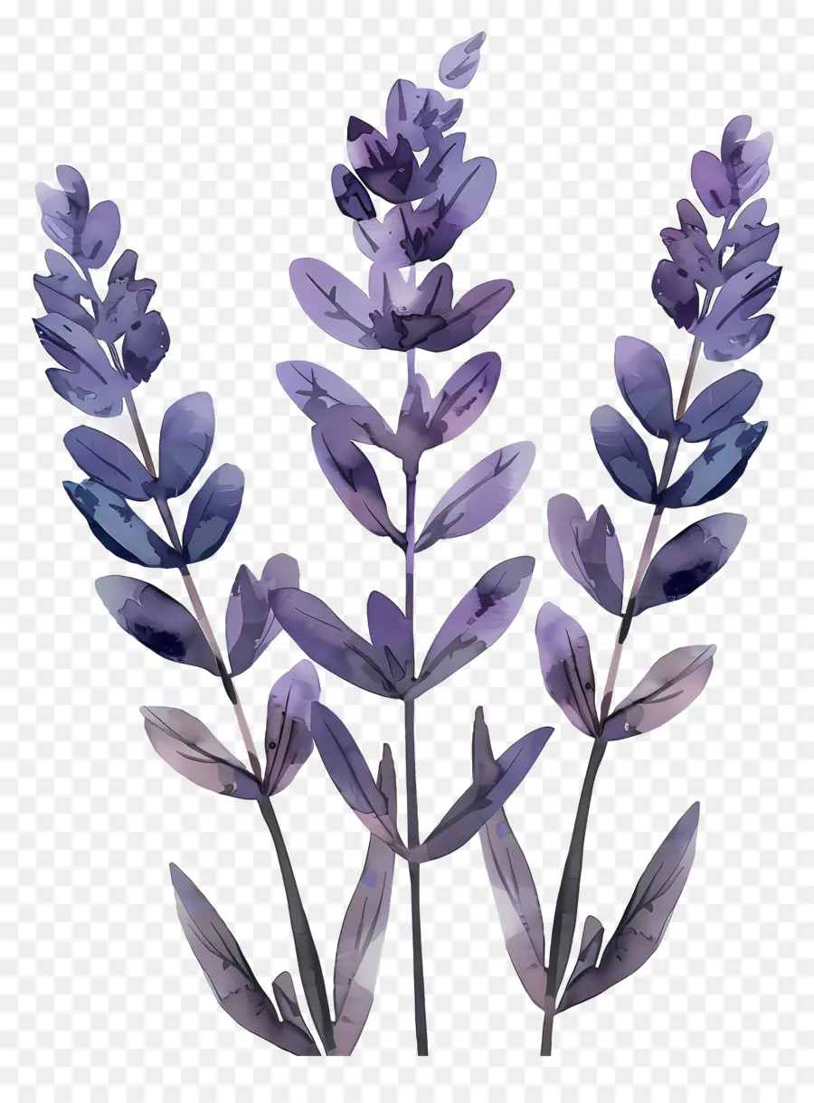 Lavanda，Flores PNG