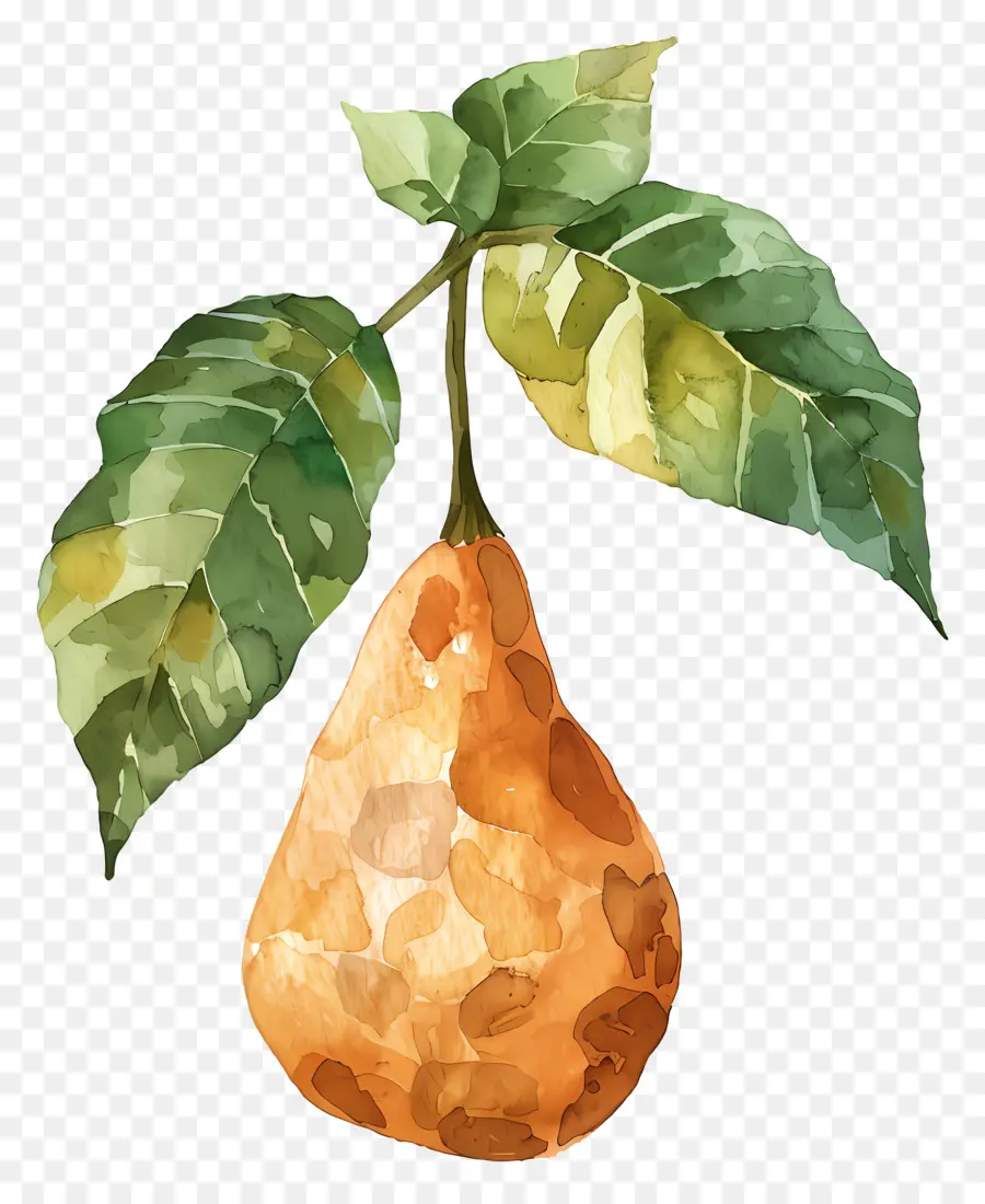 Yam，Aquarela PNG