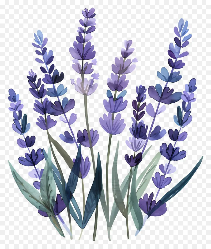 Lavanda，Lavanda Roxa PNG