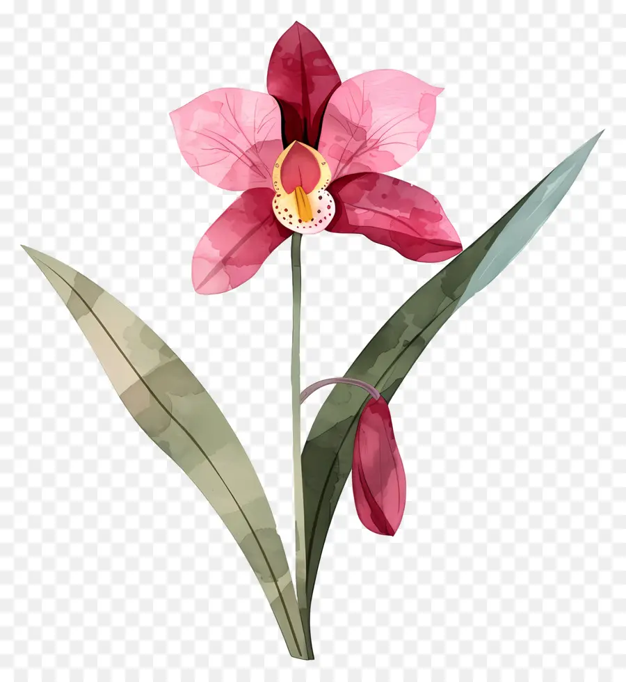 Orquídea，Florescer PNG