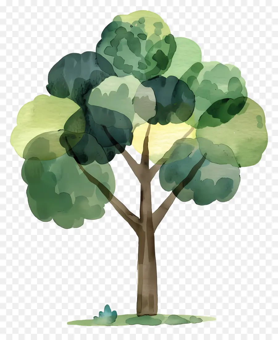 Cartoon árvore，Aquarela árvore PNG
