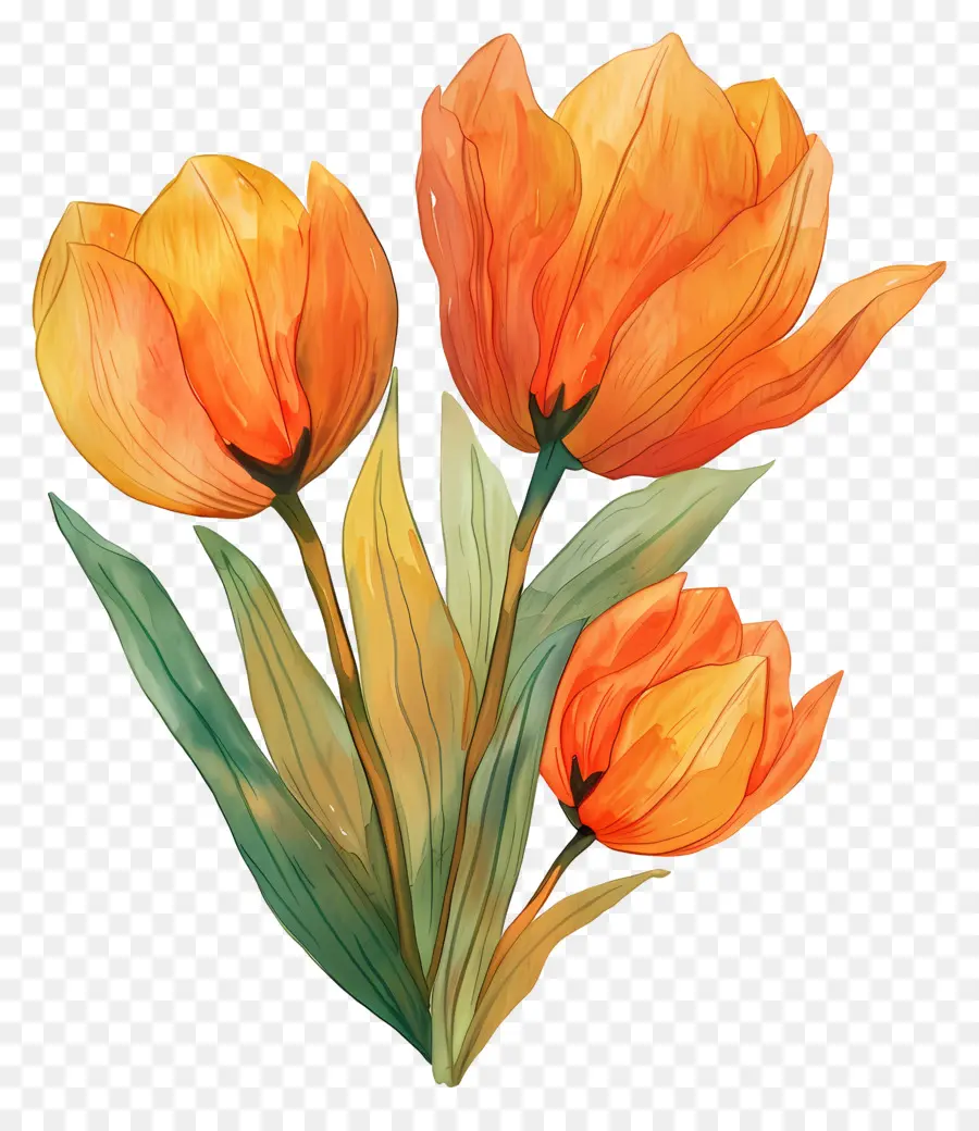 Tulipas，Primavera PNG