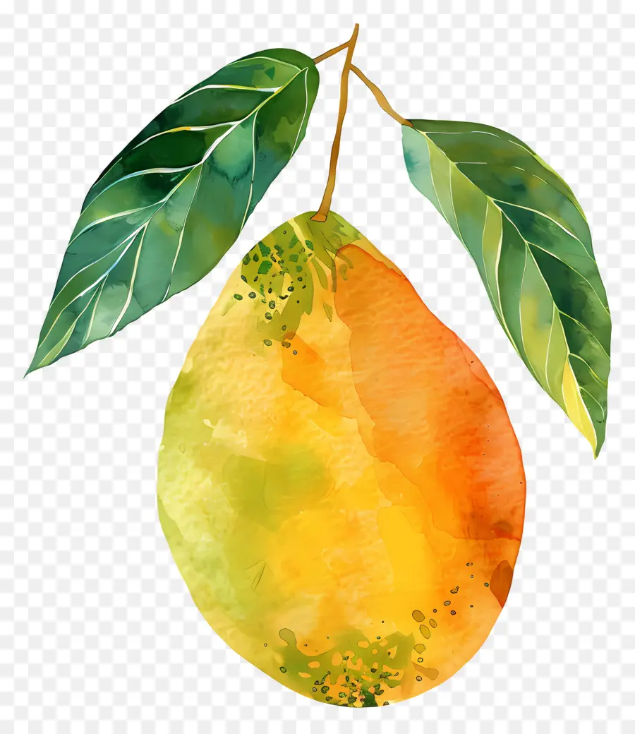 Mango，Pintura Em Aquarela PNG