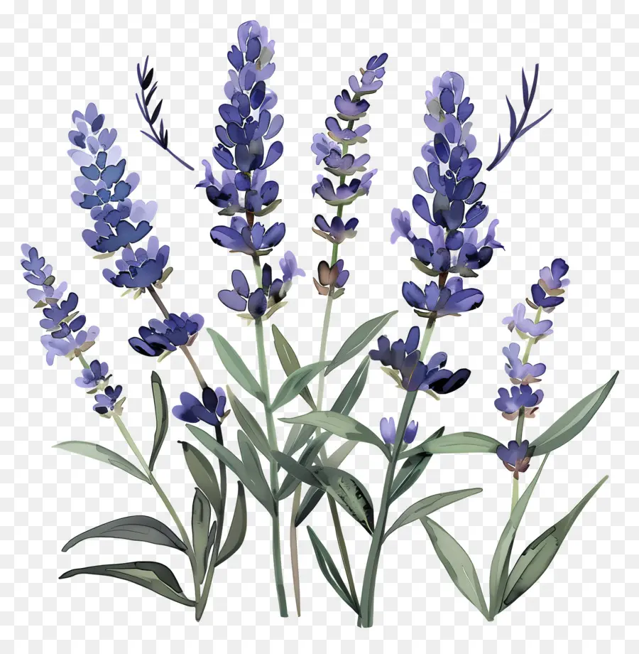 Lavanda，Aquarela Realista PNG