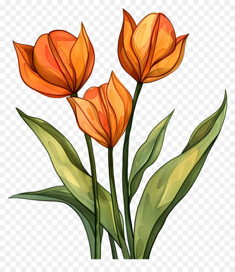 Tulipas，Tulipas Laranja PNG