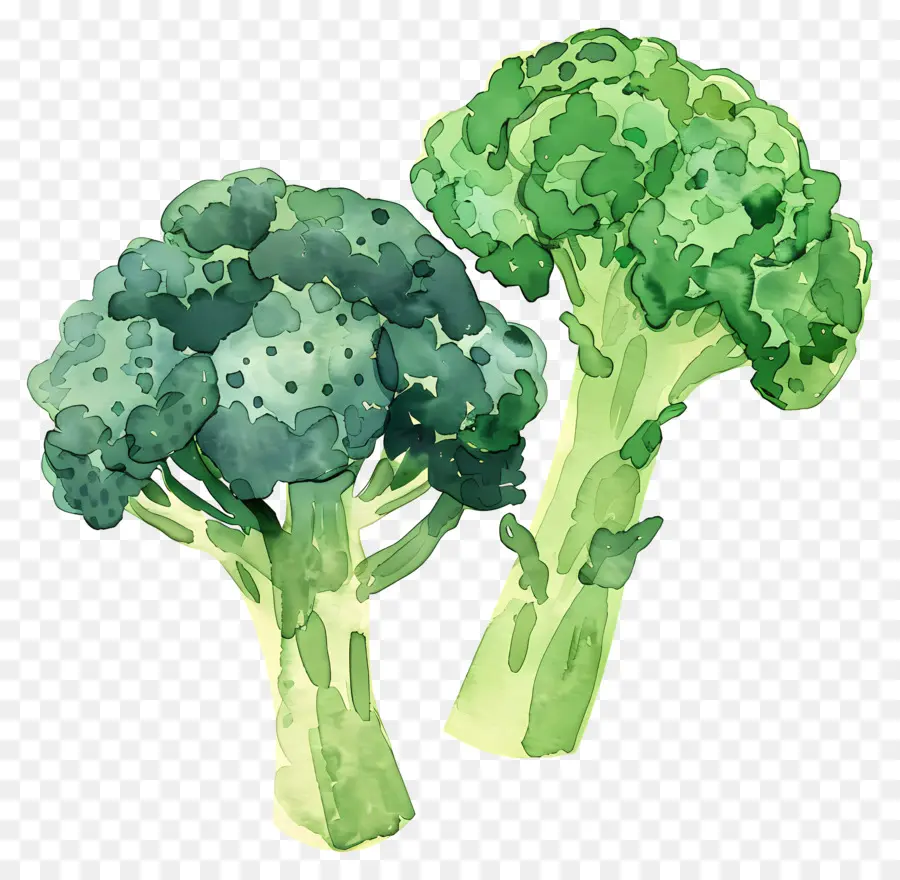 Brócolis，Vegetais Saudáveis PNG