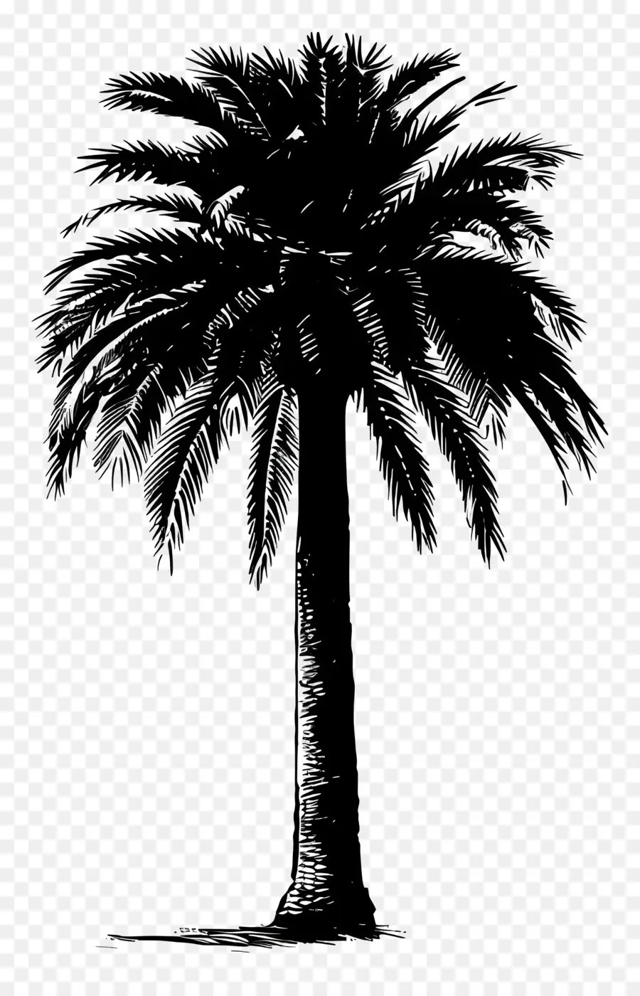 Palmeira Silhueta，Palmeira PNG