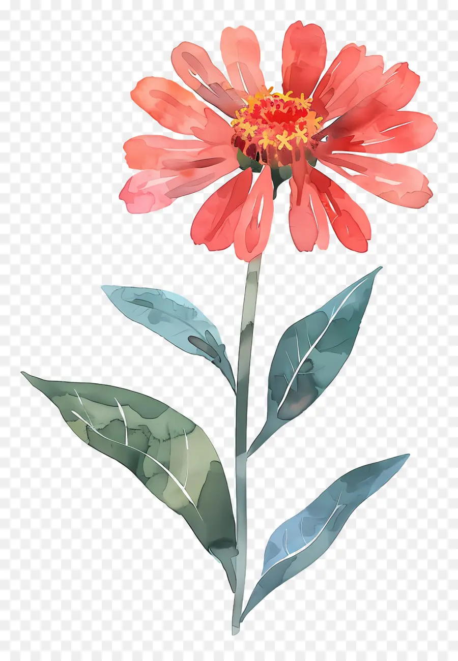 Zínia，Flor Vermelha PNG