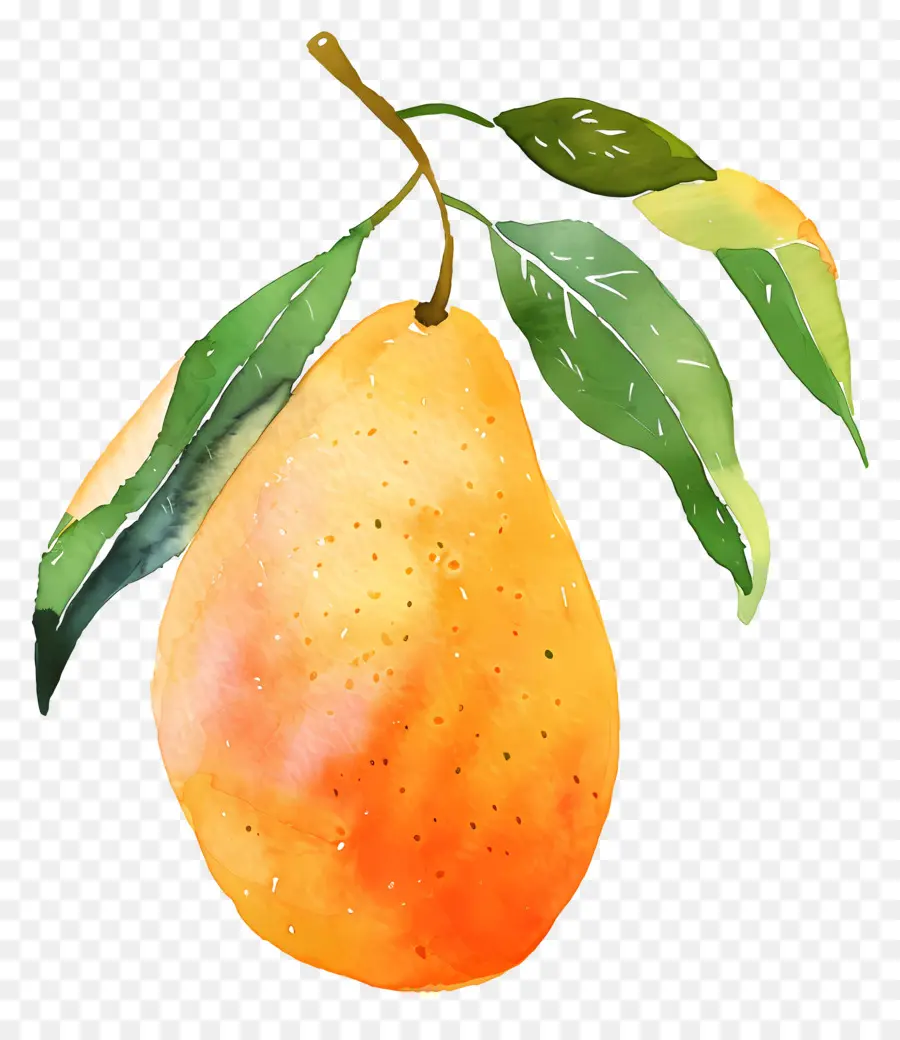 Mango，Pintura Em Aquarela PNG