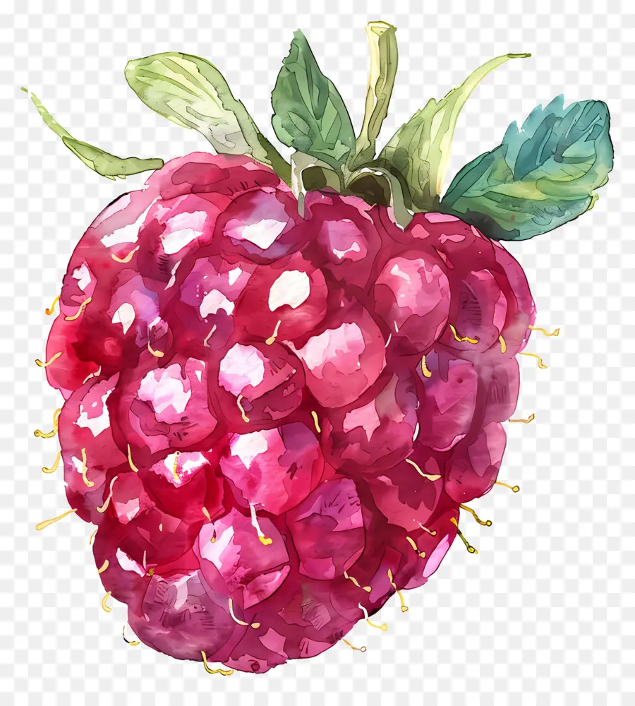 Framboesa，Frutas PNG